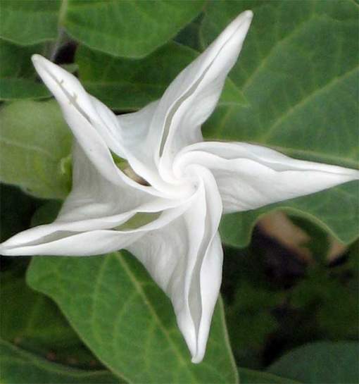 Огромные белые цветы с очень приятным ароматом распускаются как волшебные ф